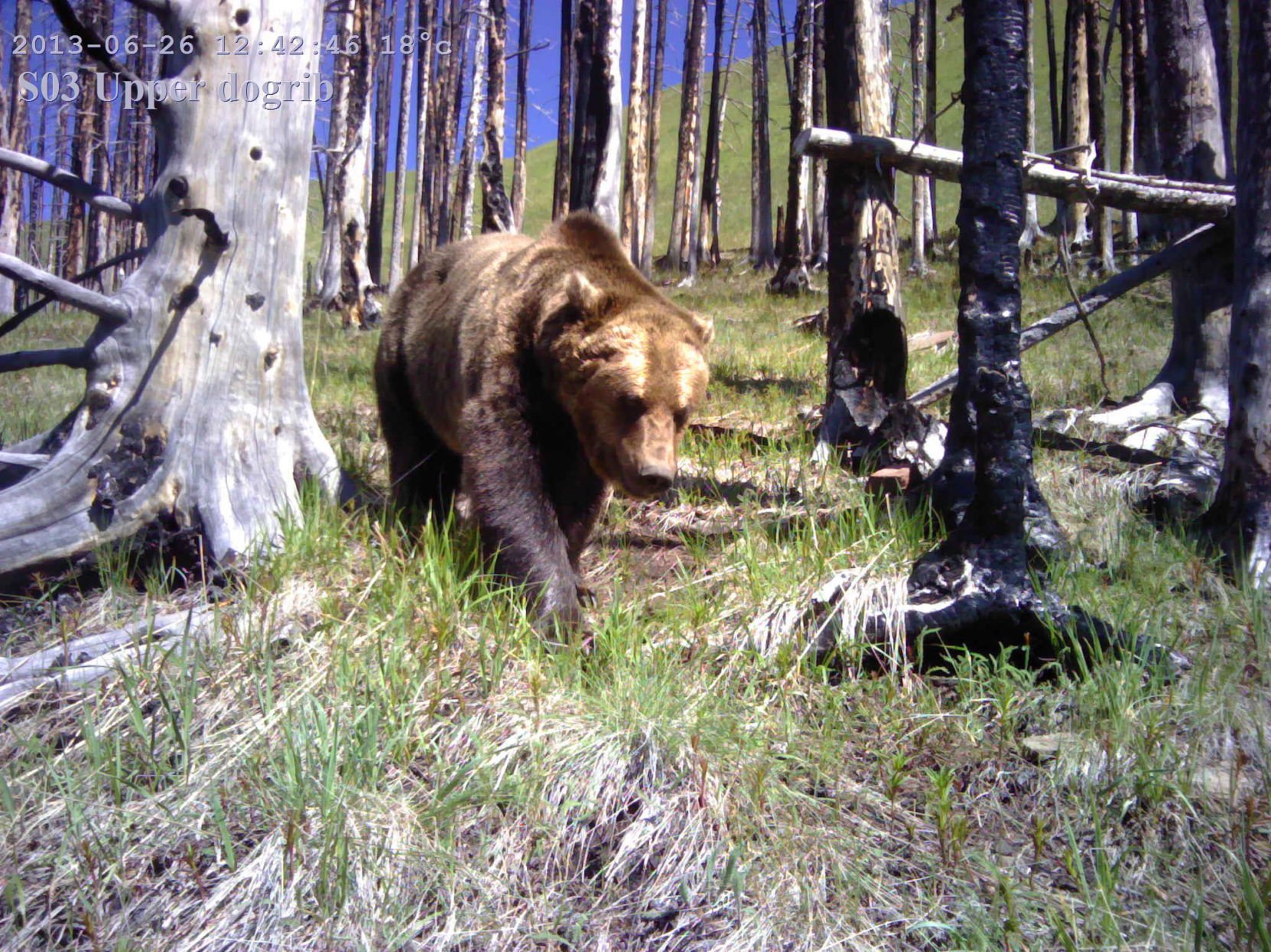 Camera traps shed new light on wildlife biology