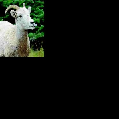 FWP explores stocking bighorns on private land