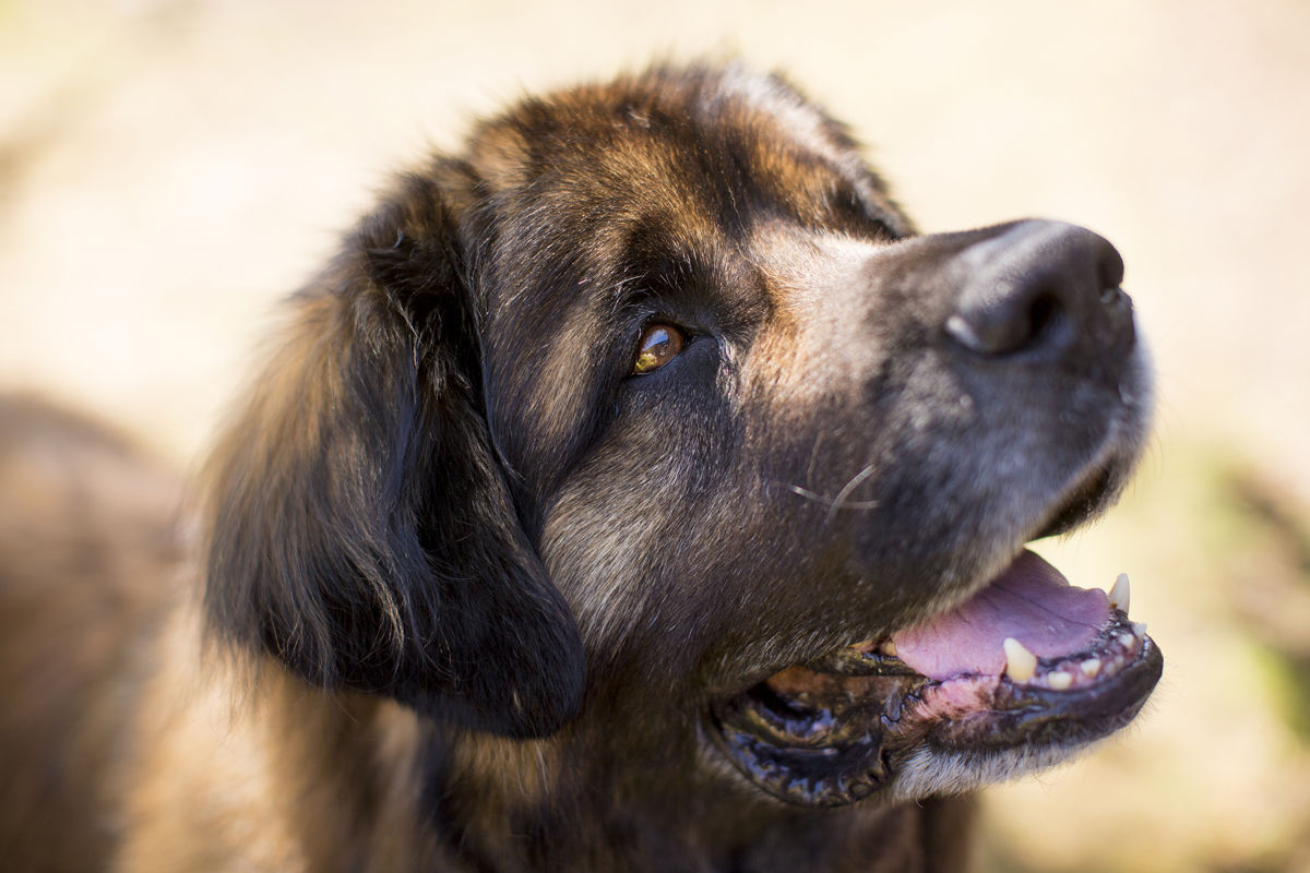 leonberger therapy dog