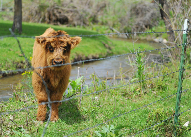 Norwegian Wood Has Odd Mascot For An Equally Odd Golf Course 