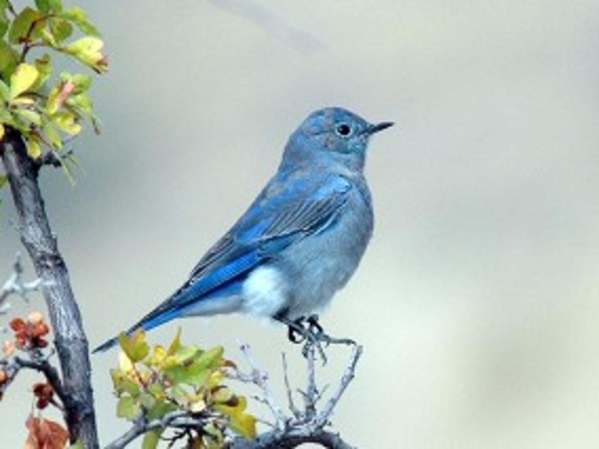 Future Of Mountain Bluebirds Looks Bright Outdoors Helenair Com