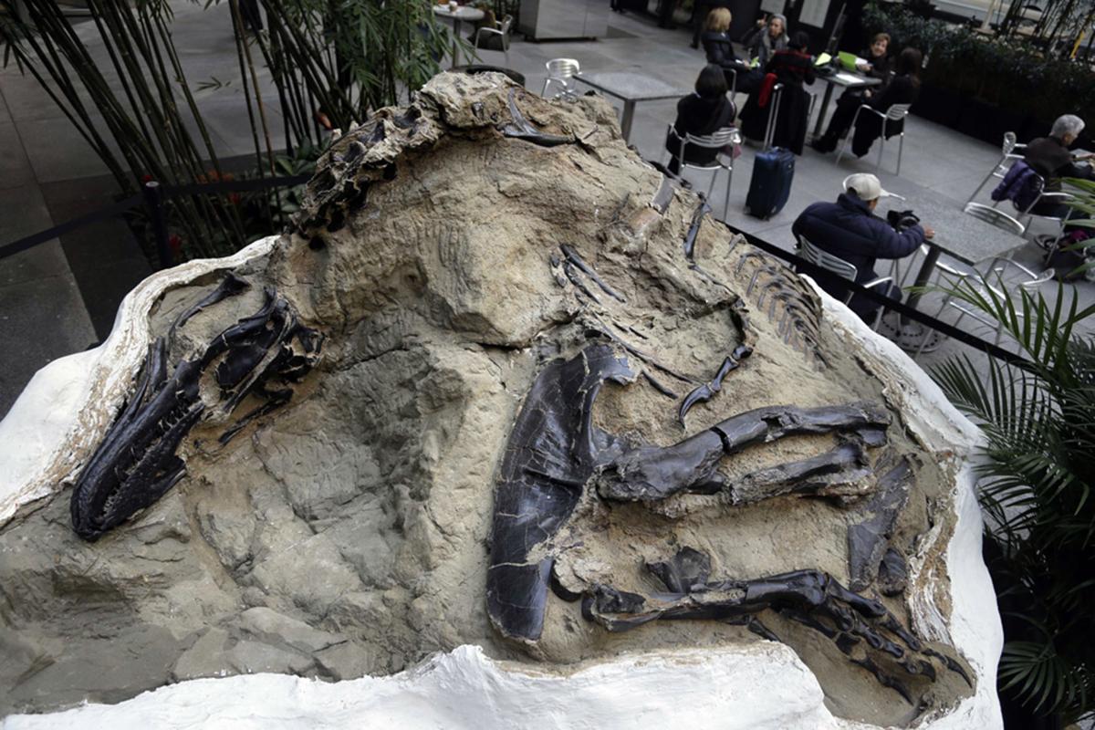 Montana 'dueling dinosaurs' fossils donated to museum State