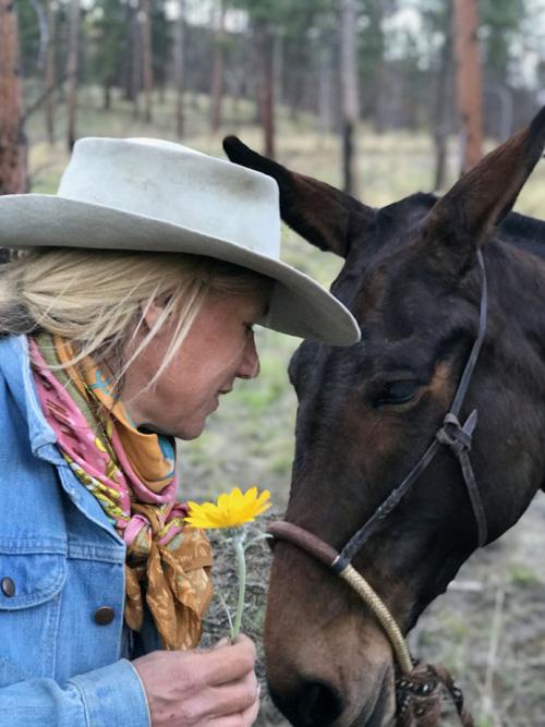 Bitterroot woman asks for help in finding person who shot mule