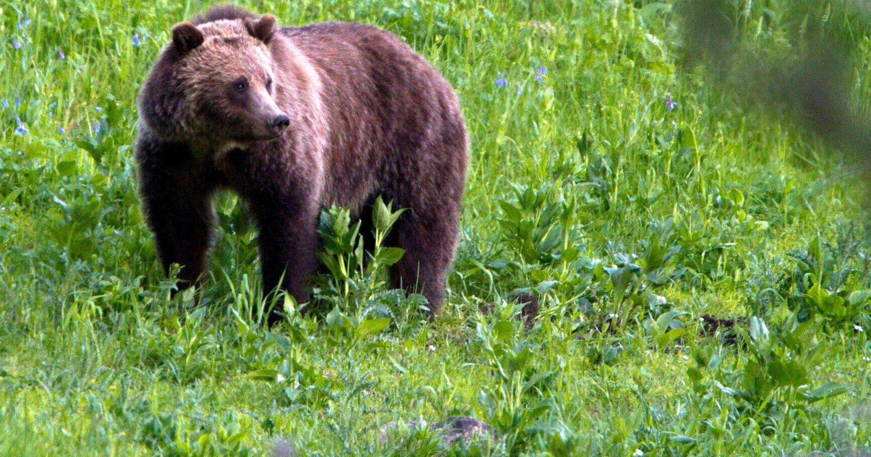 Bear killed after prowling boats, camps at Hungry Horse - Vimarsana News
