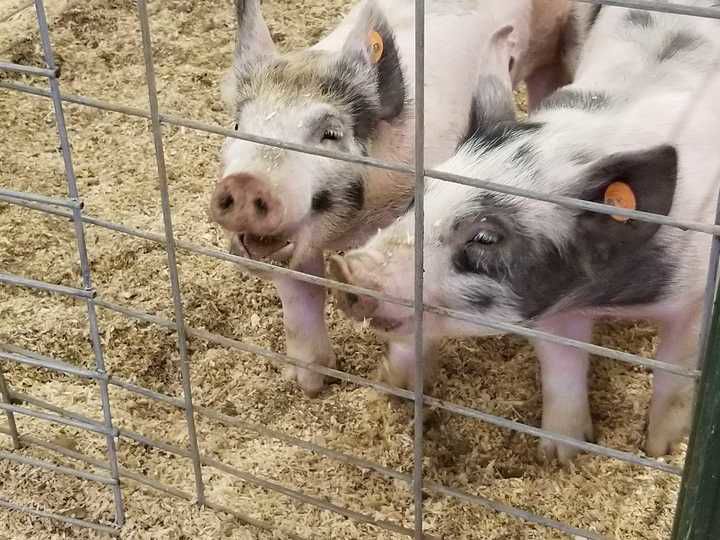 Show pigs bring home the bacon at annual auction in Helena