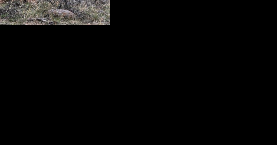 FWP launching studies to understand Montana's bighorn sheep populations - Vimarsana News