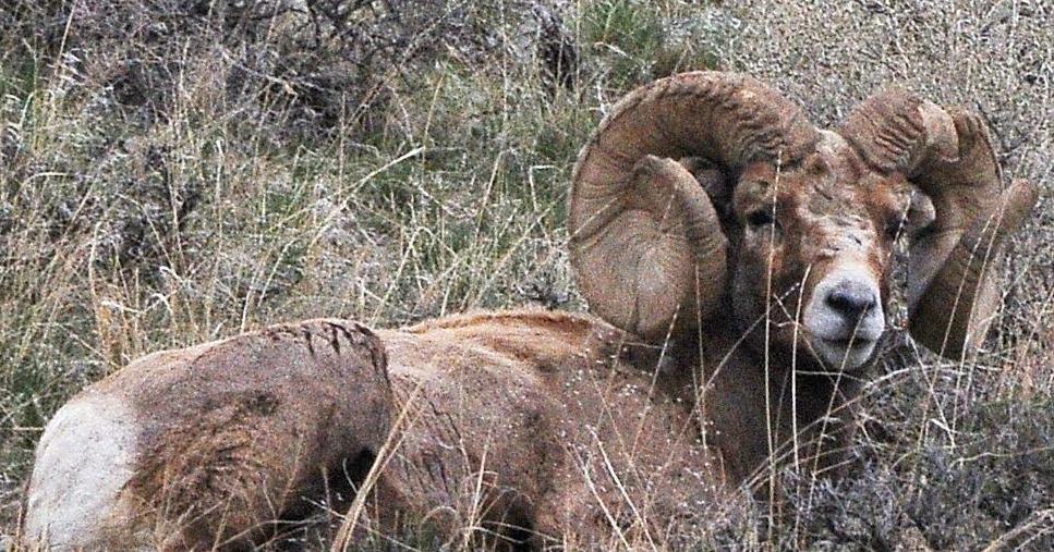 FWP launching studies to understand Montana’s bighorn sheep populations