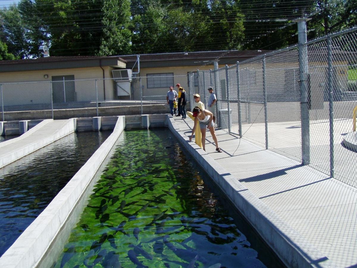 Information sought on fish killed at Great Falls hatchery