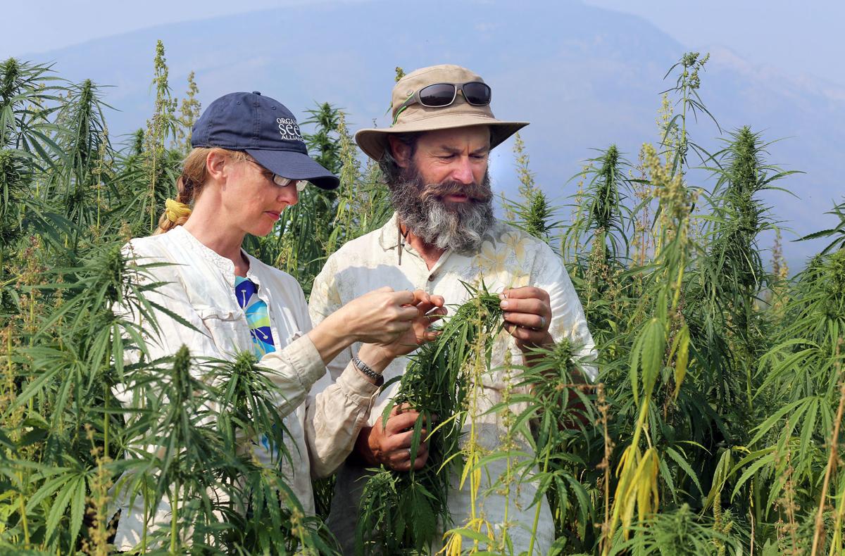 Industrial hemp in the Bitterroot (copy)