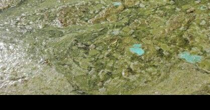 Harmful algal bloom found near day use area at Hauser Lake - Vimarsana News