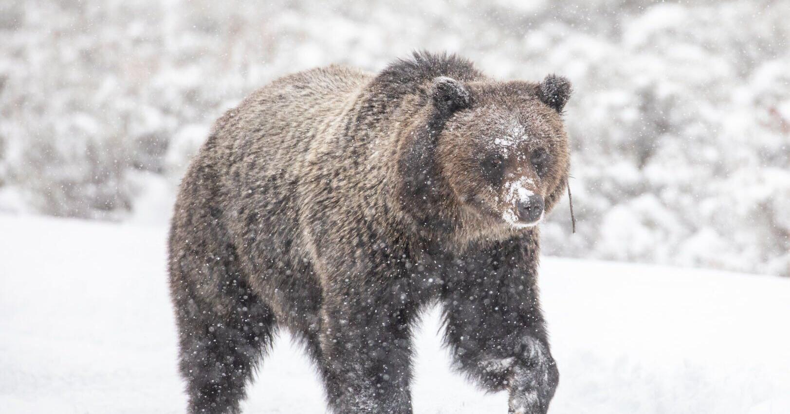 Grizzly bear euthanized after killing cattle in Teton County