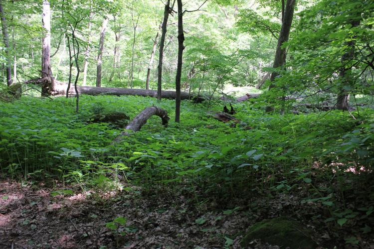 IMG_3620 5.23.2015.JPG