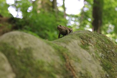 Wild Frog