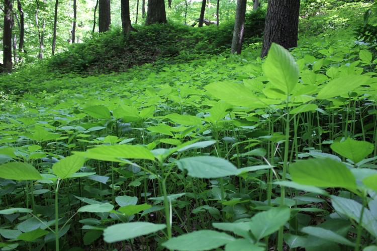 IMG_3596 5.23.2015.JPG