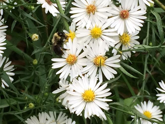 IMG_4229 9.27.2015.JPG