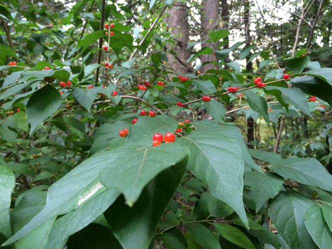 IMG_4223 9.27.2015.JPG