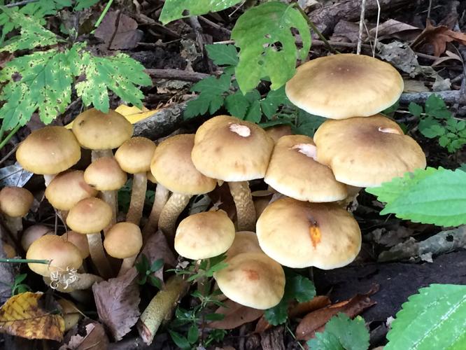 IMG_4215 9.27.2015.JPG