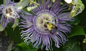 UT Gardens’ July Plant of the Month: Passion Flower