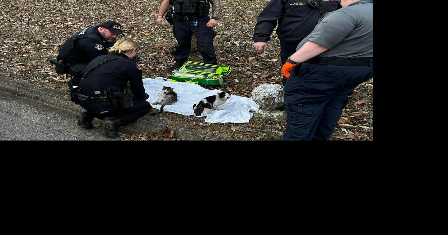 Cats rescued from house fire | Local News | herald-citizen.com