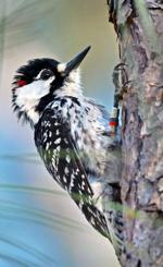Savage Gulf restoration paves way for woodpecker reintroduction – Herald-Citizen.com