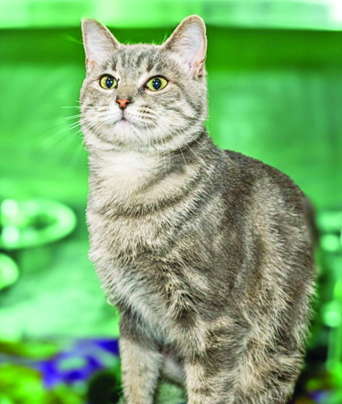 unoa 【Victorian cats Blue green】 Cynthia Hart's Victoriana Cats: Sewing with Kittens 1,000