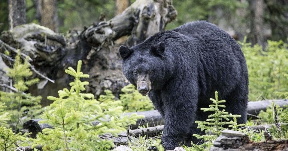 Police report bear sighting during Friday rush hour