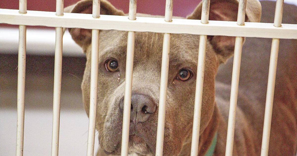Animal shelter faces persistent challenges | Local News | herald ...