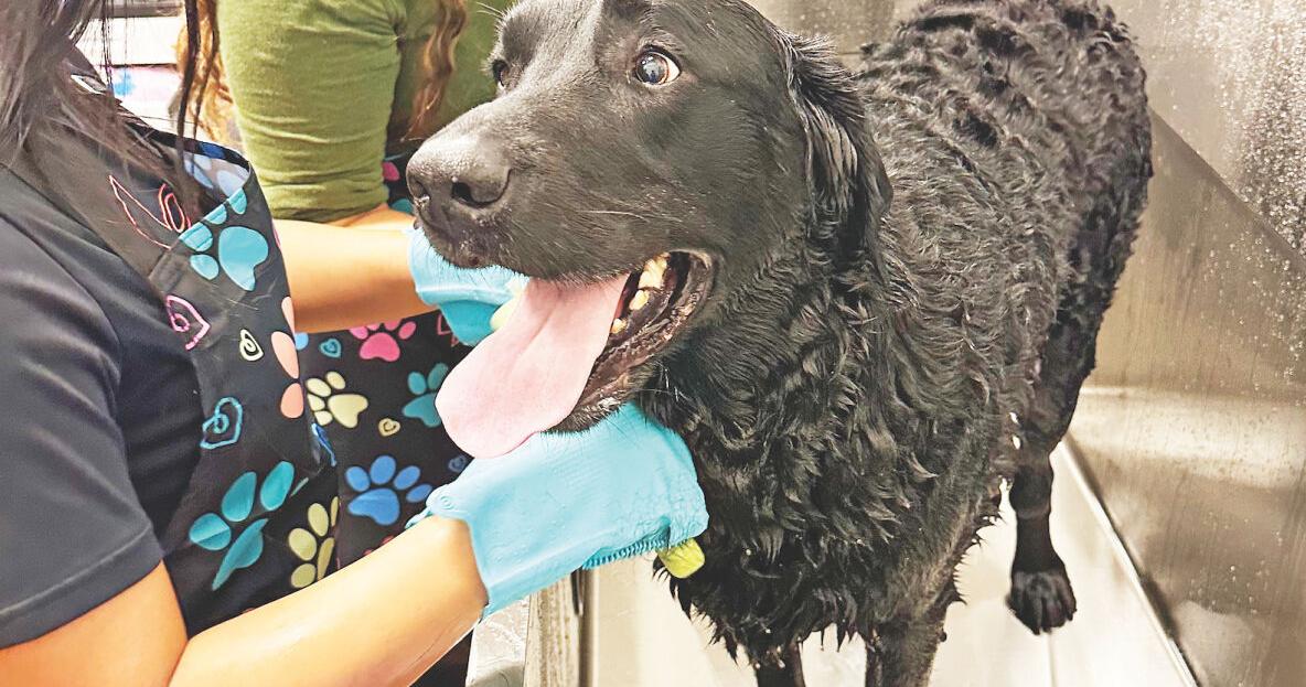 Monterey students start dog grooming operation