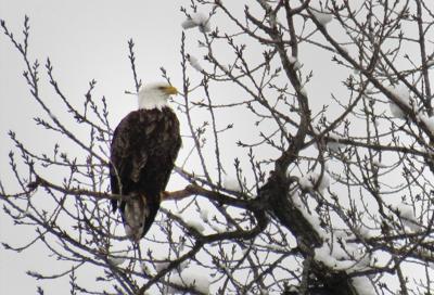 Want To See Bald Eagles These Illinois Festivals