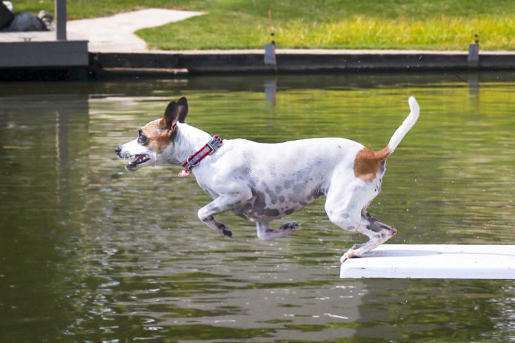 082223-dec-loc-dogjumper_02.JPG