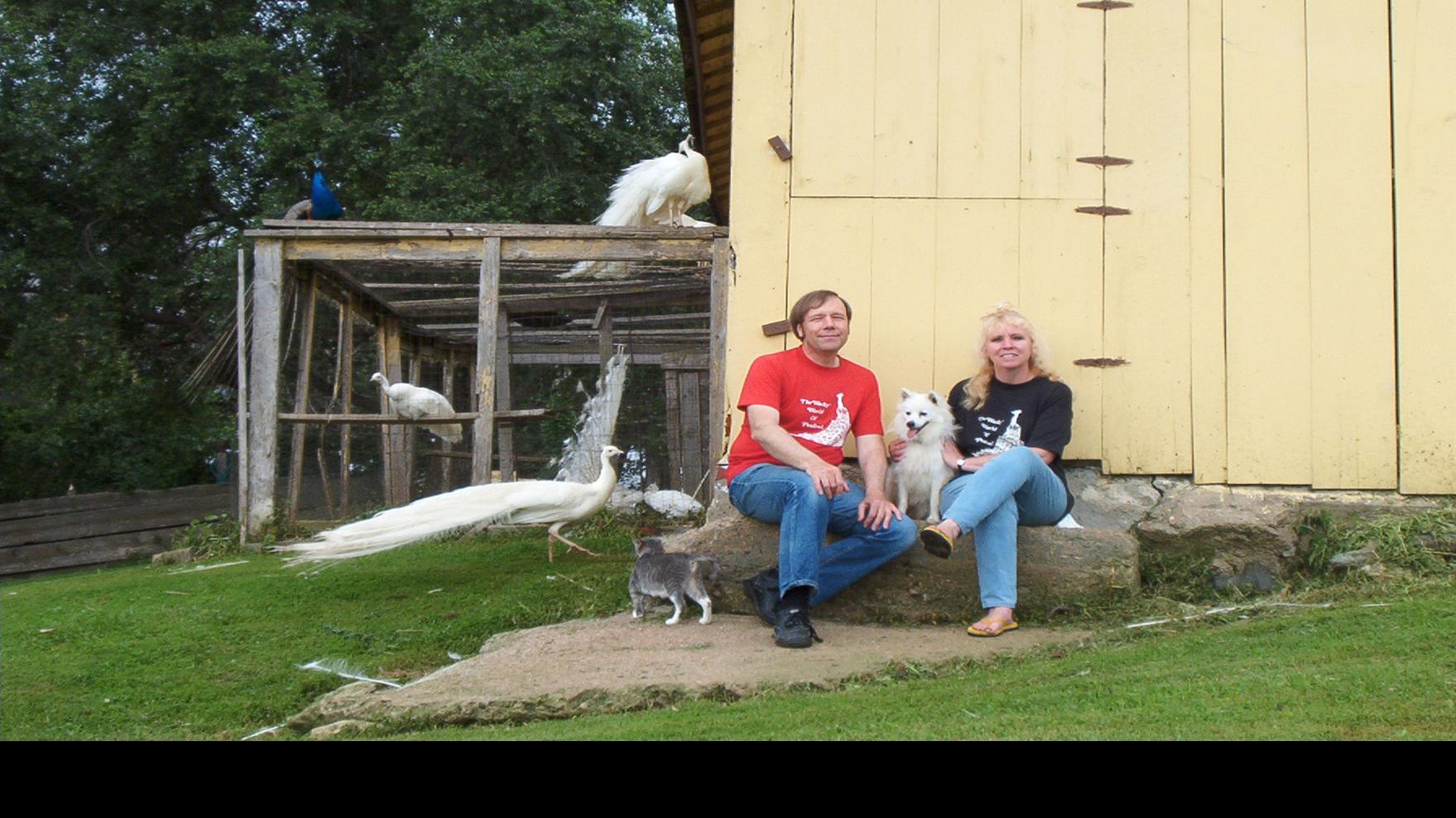 Miami S Peacock Proliferation Problem Could Be Solved By Iowa
