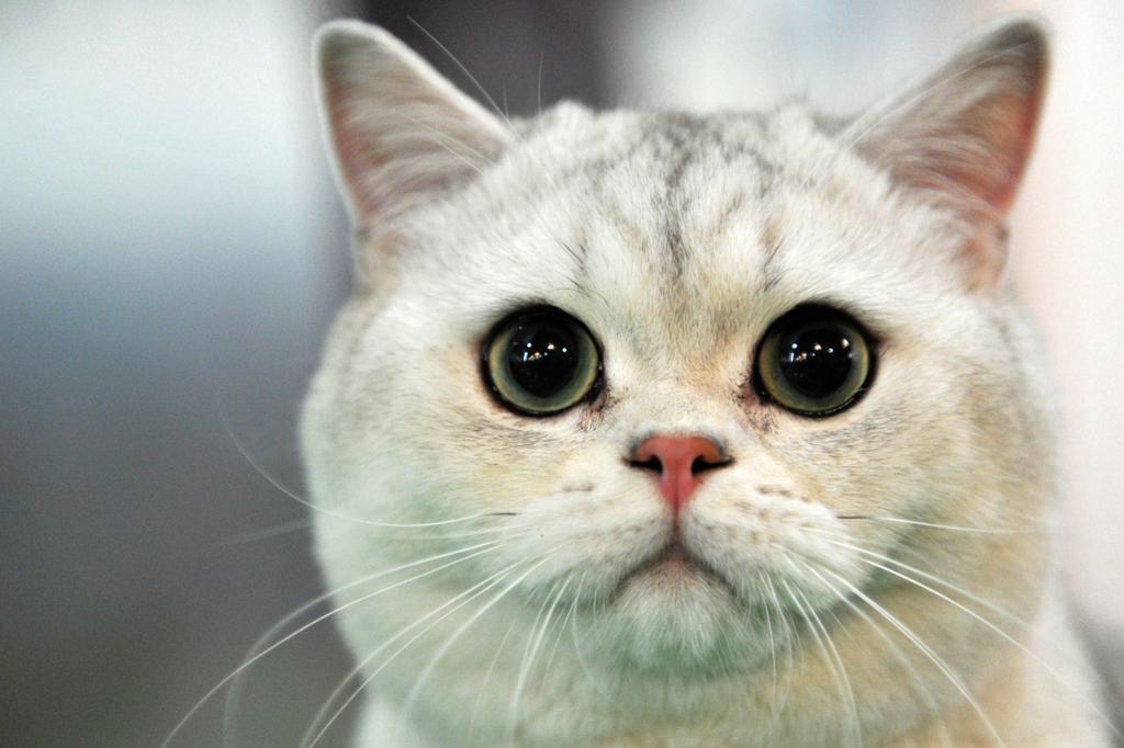 Cat Astrophic News Study Says Men Who Like Cats Less Likely To