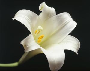 Bamerick, Marcelle Edith Dale