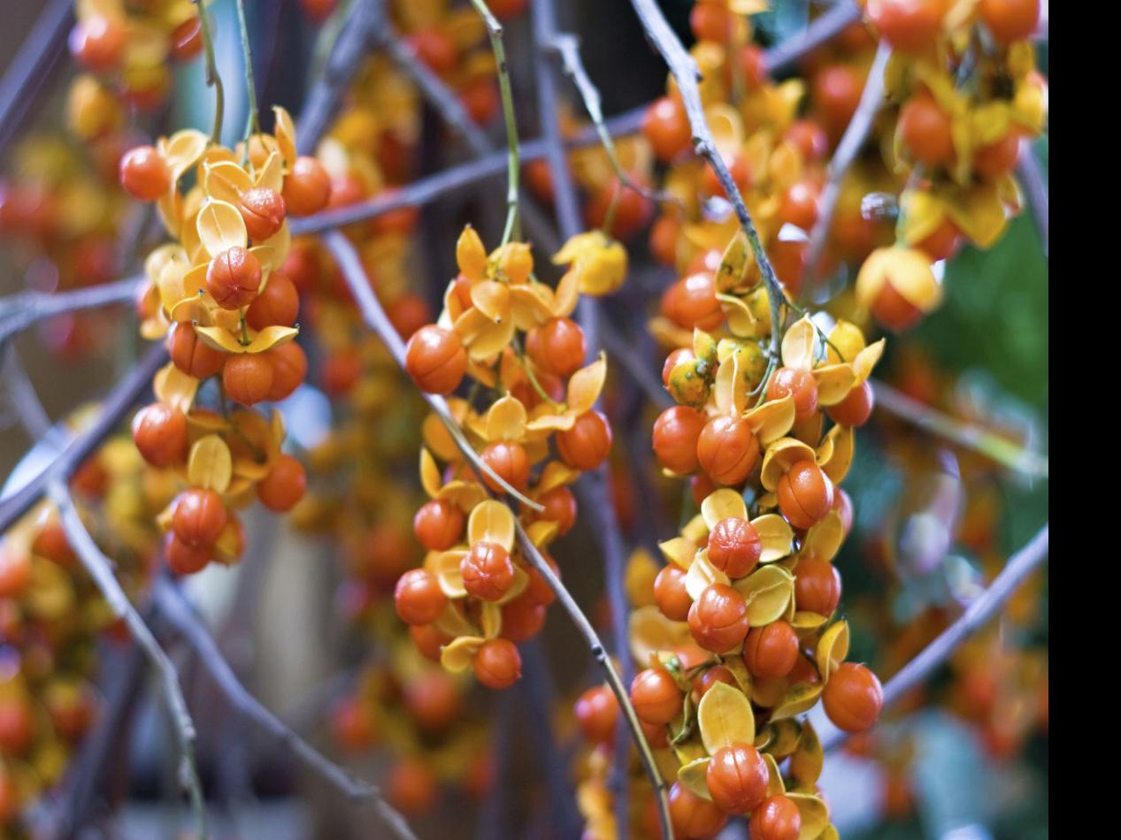 Plant Palette Vigorously Growing American Bittersweet Need Room To Spread Out Home Garden Herald Review Com