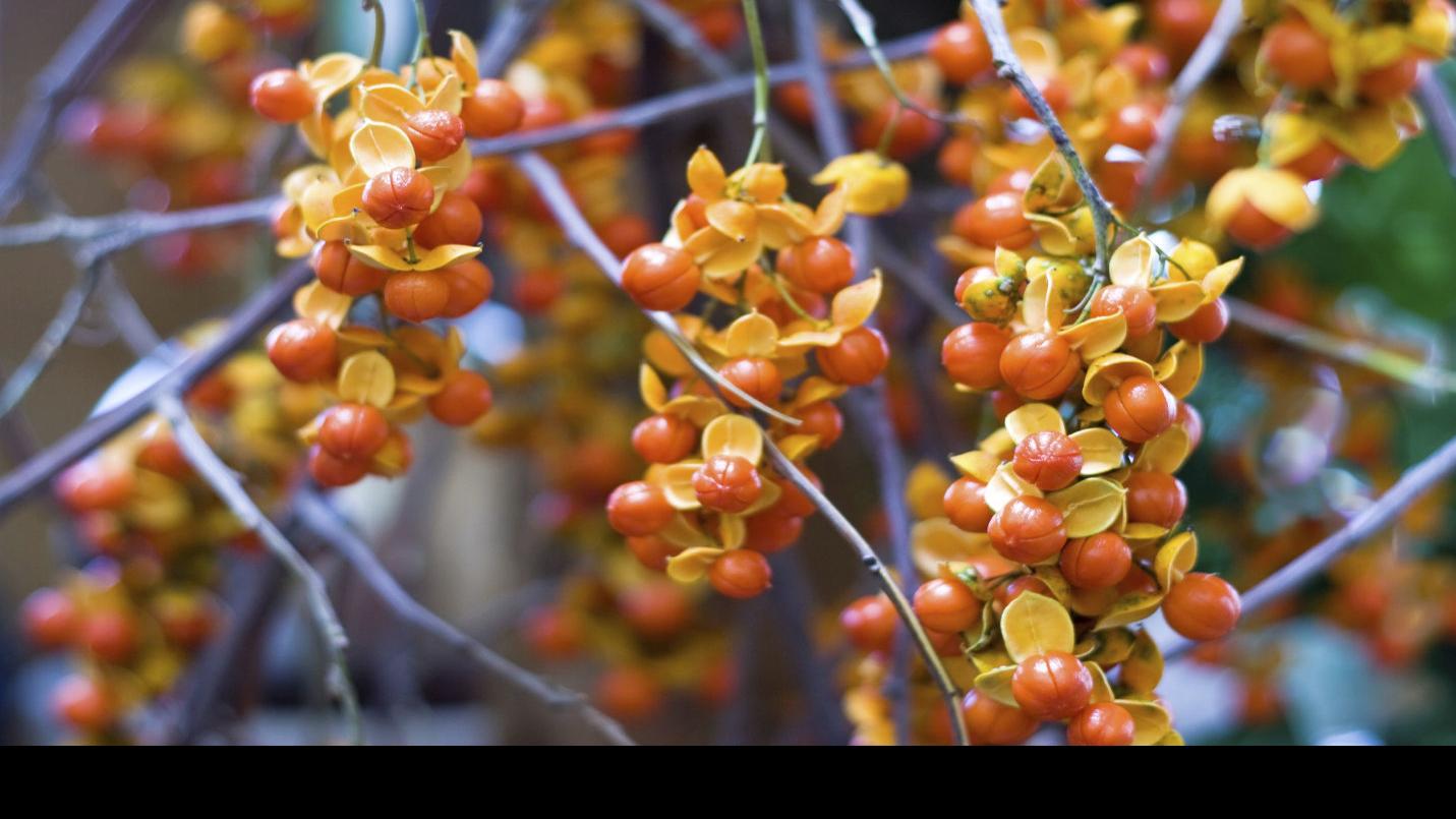 Plant Palette Vigorously Growing American Bittersweet Need Room To Spread Out Home Garden Herald Review Com
