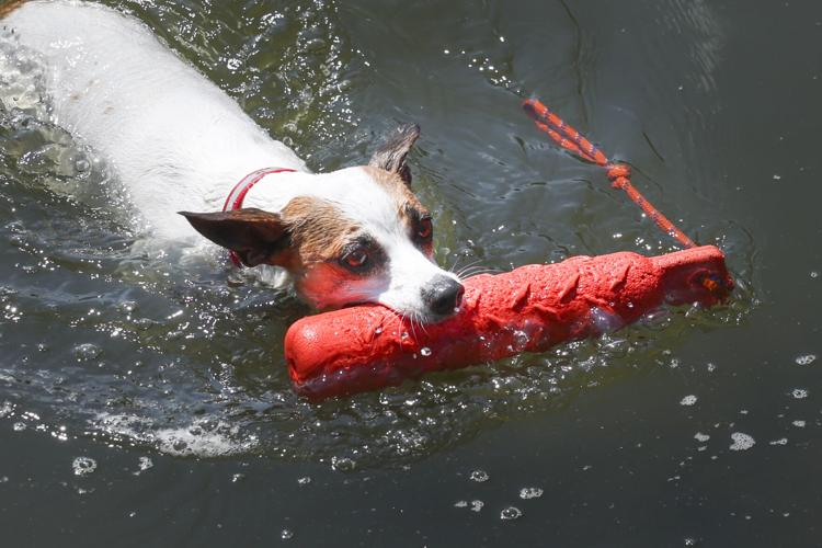 082223-dec-loc-dogjumper_03.JPG