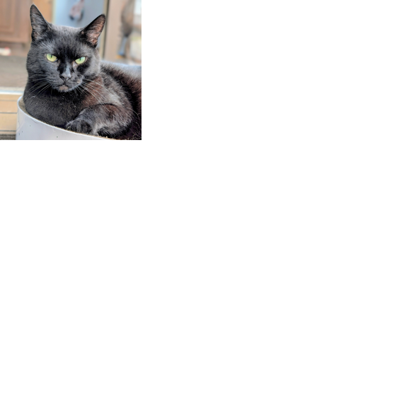 Pet of the Week: Meet Sylvia