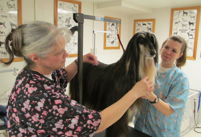 success dog grooming