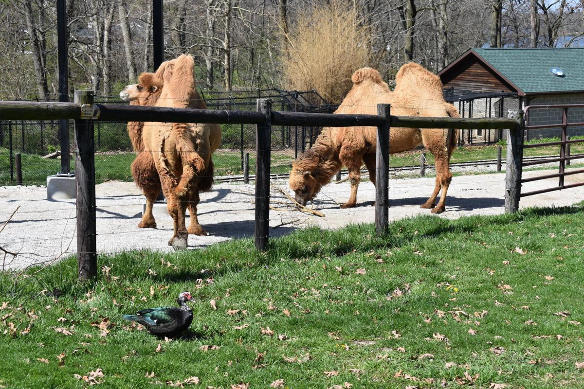 VIDEO: Scovill Zoo, Ameren Illinois partner to help feed zoo animals