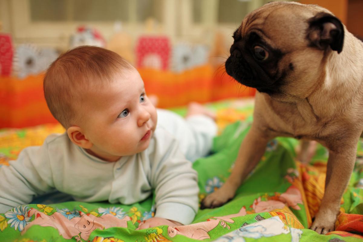 Introducing your dog to your baby
