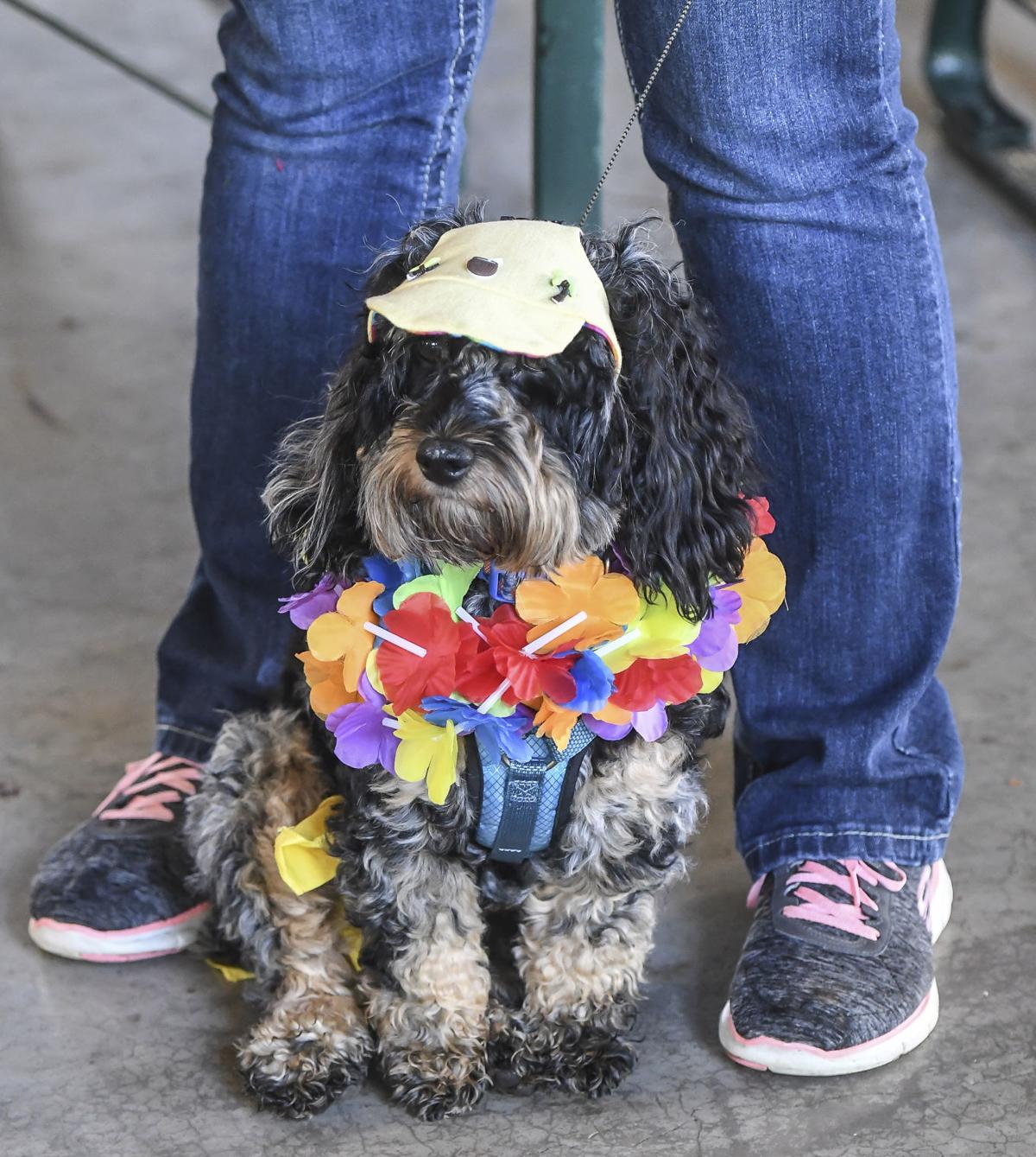 decgal fido5k 4 082817.JPG