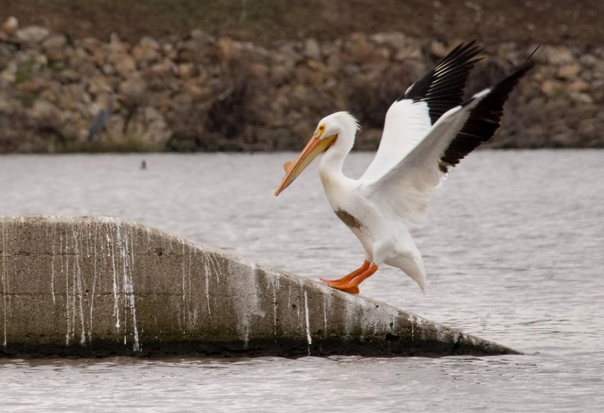 2 Teens Charged With Killings Of Pelicans At Newton Lake State And Regional Herald Review Com