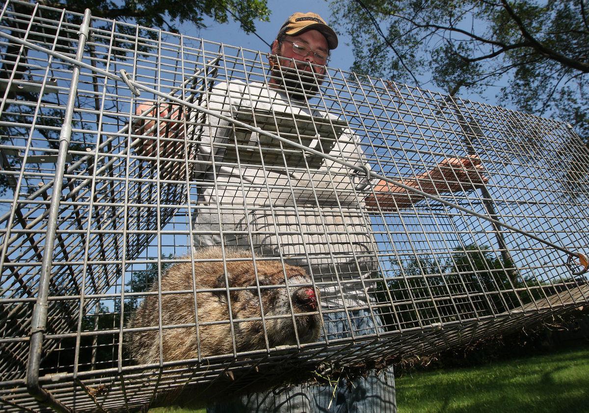 How To Trap A Groundhog / Groundhog Bait How To Trap A Groundhog Or