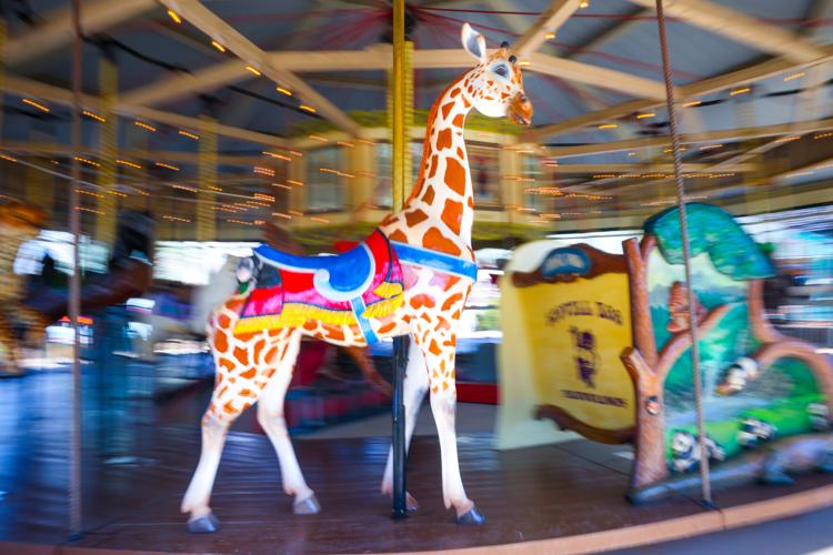 040224-dec-loc-giraffe