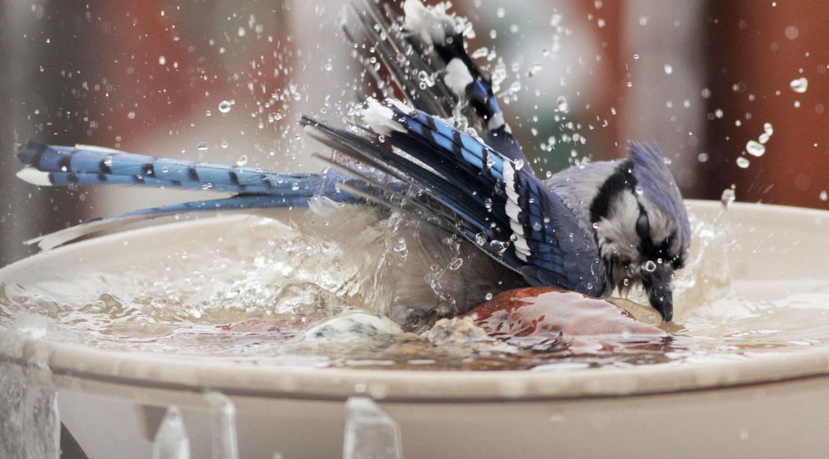 The Case Of The Barfing Blue Jay