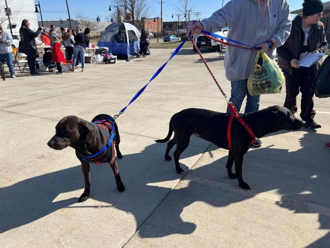 Street Dog Coalition
