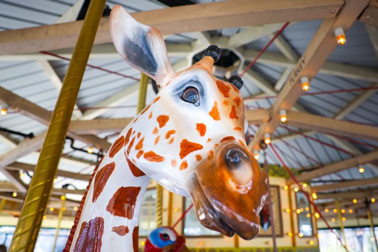 040224-dec-loc-giraffe