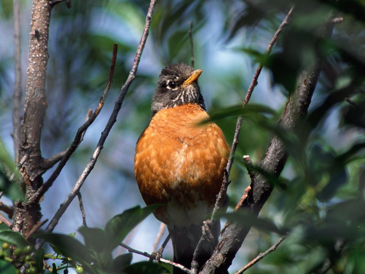 Robins Enjoy Wintering In Central Illinois Herald Review Com