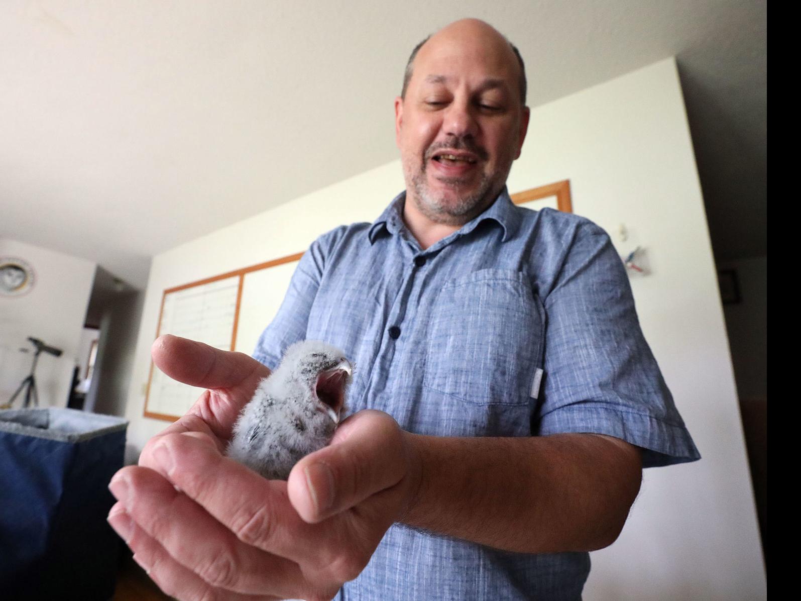 Need A Cuteness Fix Meet The Baby Eastern Screech Owls Of The Illinois Raptor Center Education Herald Review Com
