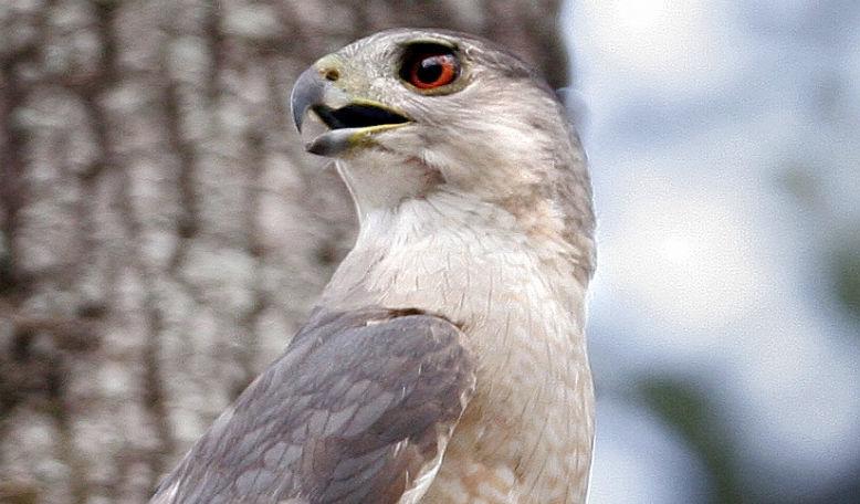 Hawk Sightings Soar In Chicago And They Re Coming After The